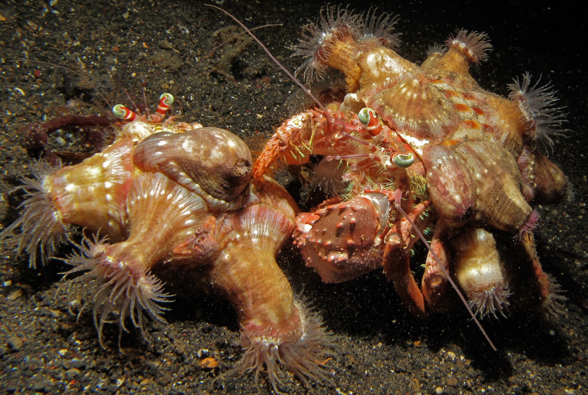 Представитель Семейства Hormathiidae